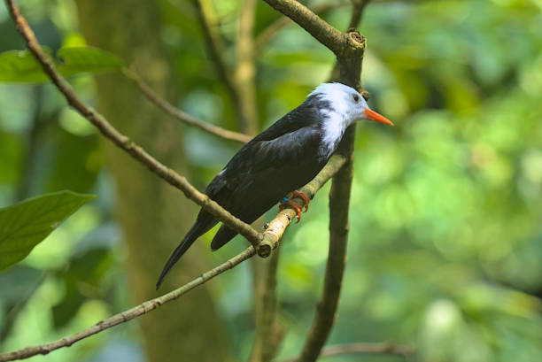 la imagen del pájaro negro de cabeza blanca bulbul en la rama de un árbol contra el telón de fondo de la naturaleza. - thorn black bird tree fotografías e imágenes de stock