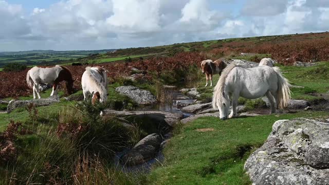 Dartmoor ponies grazing on a sunny windy day