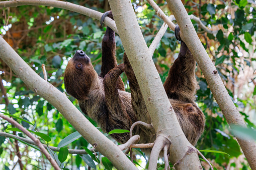 Two-toed sloth, Choloepus didactylus, climbing in a tree. This nocturnal and arboreal species is indigenous to South America.