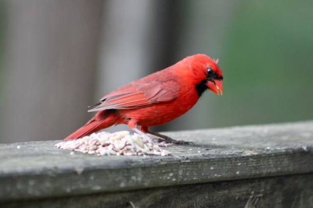 istock Male Northern Cardinal 1700740816