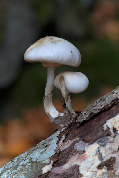 istock Small white mushrooms on a root,Collybie visqueuse (Mucidula mucida) 1700751253