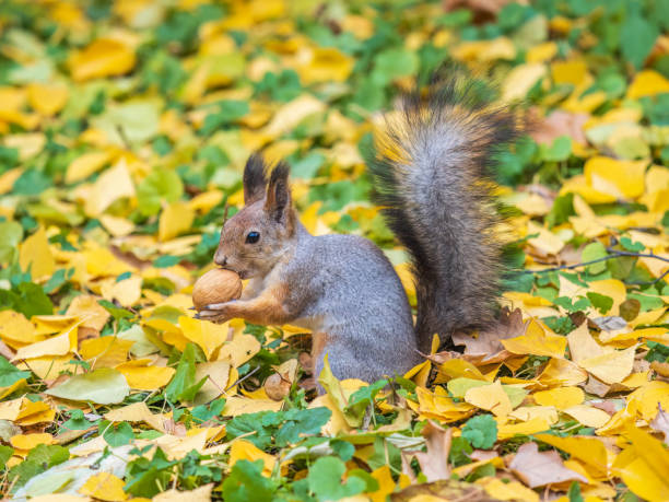 istock Autumn squirrel with nut sits on green grass with fallen yellow leaves 1700768039
