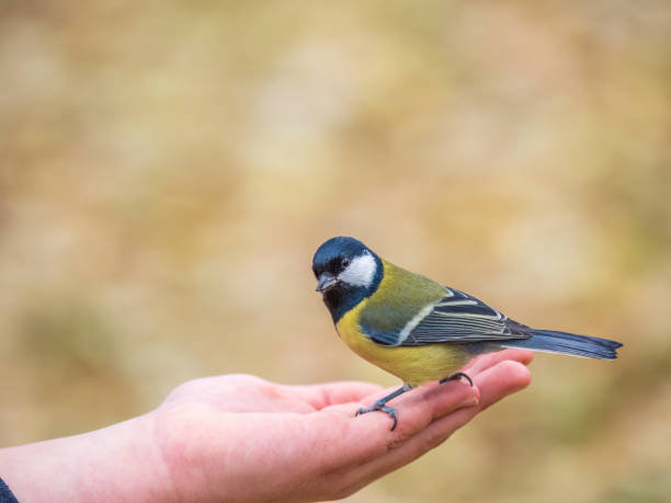 istock A tit sits on a man's hand and eats seeds. 1700768555