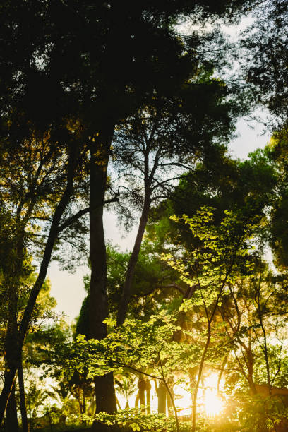 istock Forest at sunset with warm colors of summer 1700774539