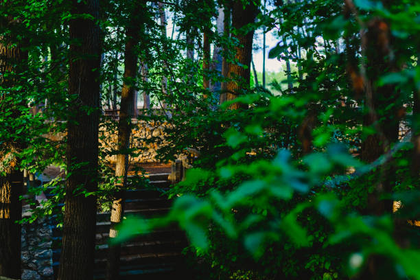 istock Forest at sunset with warm colors of summer 1700774563