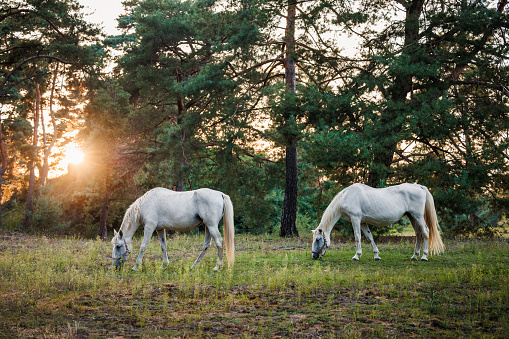Herd of white horses on pasture in forest during sunset. Mare grazing grass outdoors