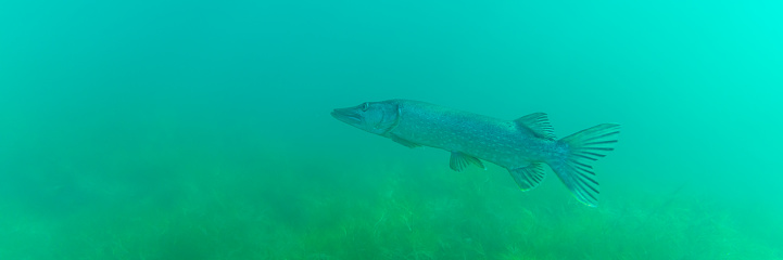 A big northern pike (Esox lucius) in a lake