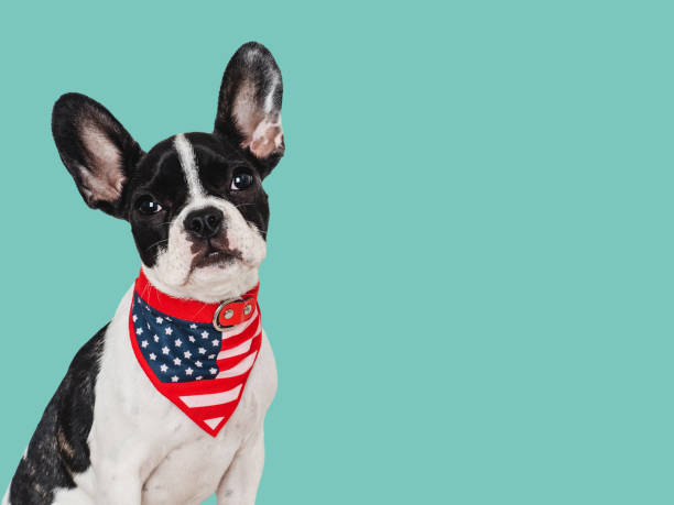 istock Cute puppy and American Flag. Studio shot 1700792850