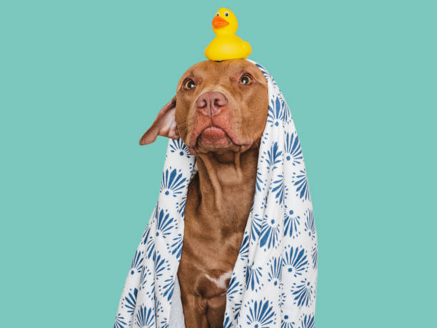 istock Cute dog, white towel and yellow rubber duck 1700794452