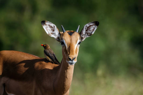 istock Common Impala in Kruger National park, South Africa 1700795003