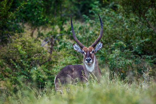 Common Waterbuck male in the bush looking at camera in Kruger National park, South Africa ; Specie Kobus ellipsiprymnus family of Bovidae