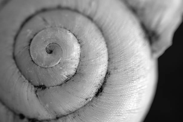 istock seashell, macro photo. The golden ratio spiral is clearly present. 1700798879