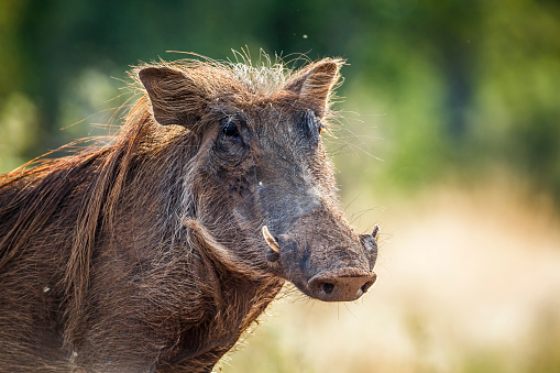 Common warthog in Kruger National park, South Africa ; Specie Phacochoerus africanus family of Suidae