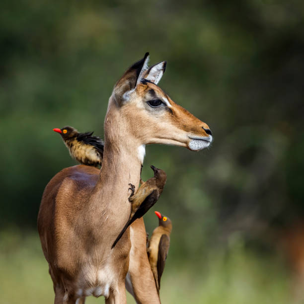 istock Common Impala in Kruger National park, South Africa 1700801895