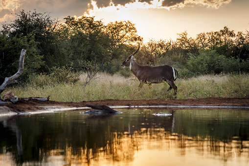 Common Waterbuck in Kruger National park, South Africa ; Specie Kobus ellipsiprymnus family of Bovidae