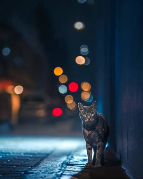 istock Cute cat sitting on the night street. 1700803275