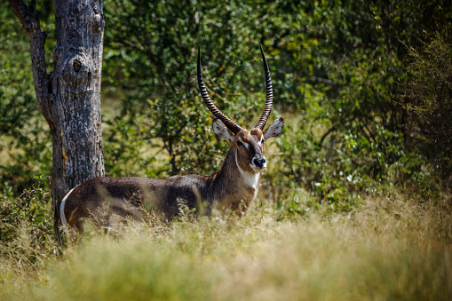 Common Waterbuck in Kruger National park, South Africa ; Specie Kobus ellipsiprymnus family of Bovidae