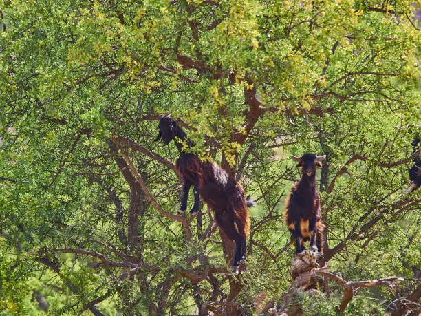 Photo of goats standing and climbing in a argan oil tree.