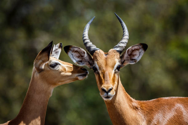 istock Common Impala in Kruger National park, South Africa 1700805634