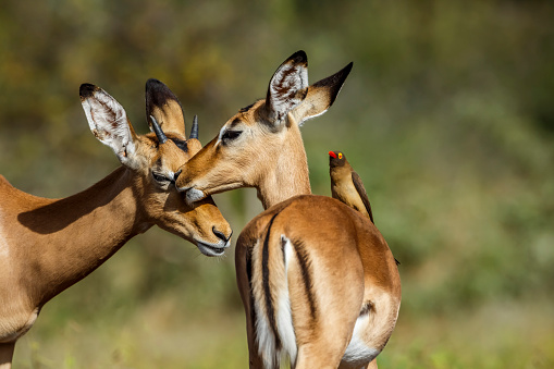 Two young Common impala  bonding and Red billed Oxpecker in Kruger National park, South Africa ; Specie Aepyceros melampus family of Bovidae and Specie Buphagus erythrorhynchus family of Buphagidae