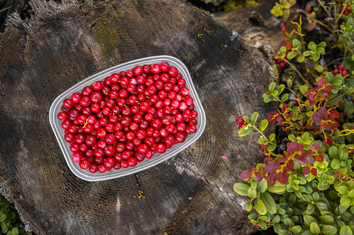 Top view of lingonberries in a plastic container on top of a tree stump in nature, Finland.