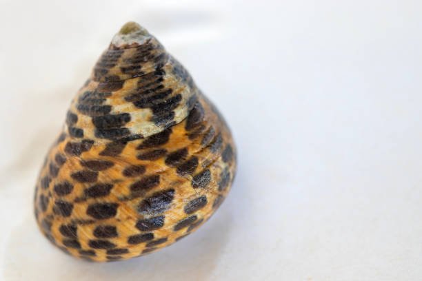 istock seashell macro photo. close up single object detail photograph. 1700813471