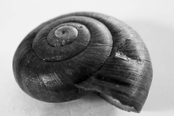 istock seashell, macro photo. The golden ratio spiral is clearly present. 1700814049