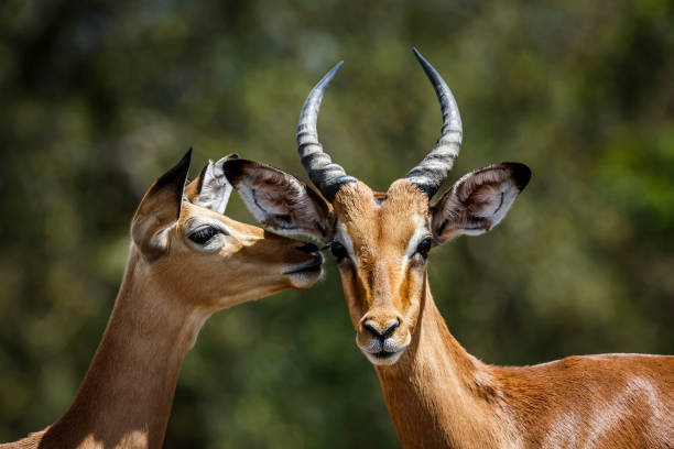 istock Common Impala in Kruger National park, South Africa 1700814157