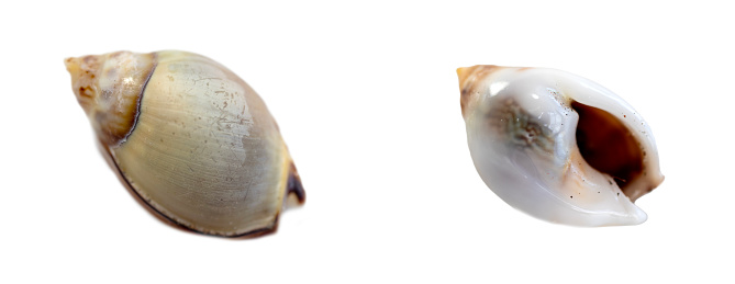 Conch shell on white background