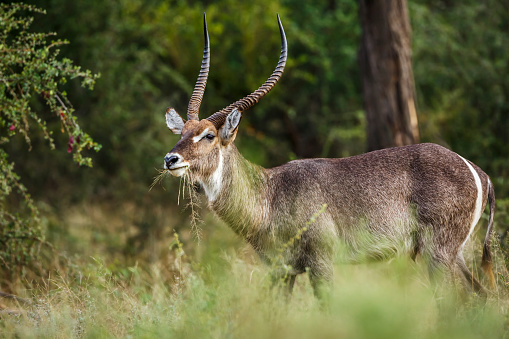 Common Waterbuck horned male portrait grazing in Kruger National park, South Africa ; Specie Kobus ellipsiprymnus family of Bovidae