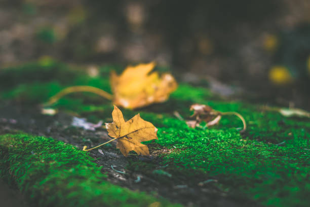 autumn concept, dry foliage background