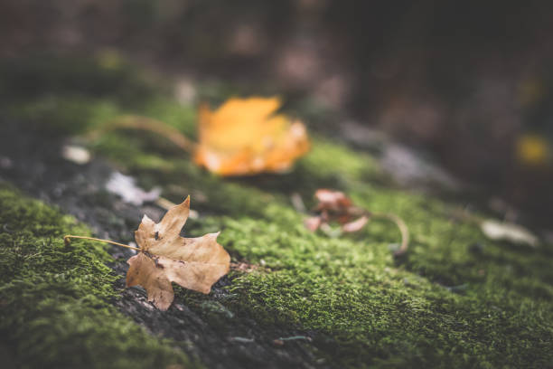 autumn concept, dry foliage background