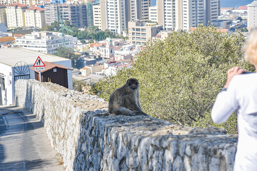 Landscape and Barbary macaques in Gibraltar