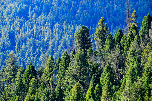Healthy lush green pine trees forest in wilderness mountains forrest