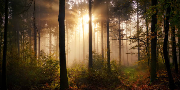 istock Enchanting mood with sunrays in the woods 1700845744