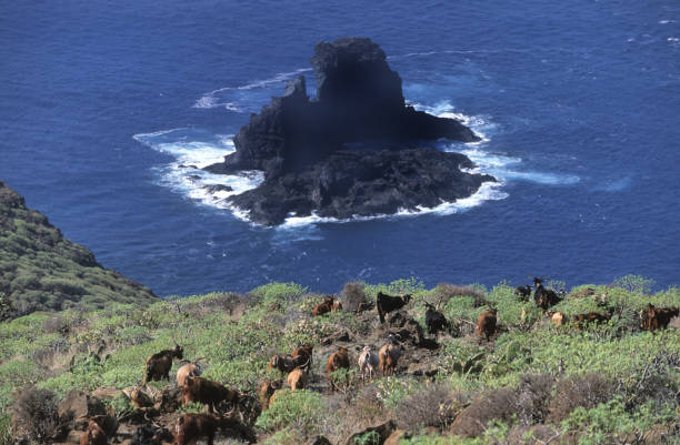 an island of solidified lava at la palma, spain - la fuencaliente imagens e fotografias de stock