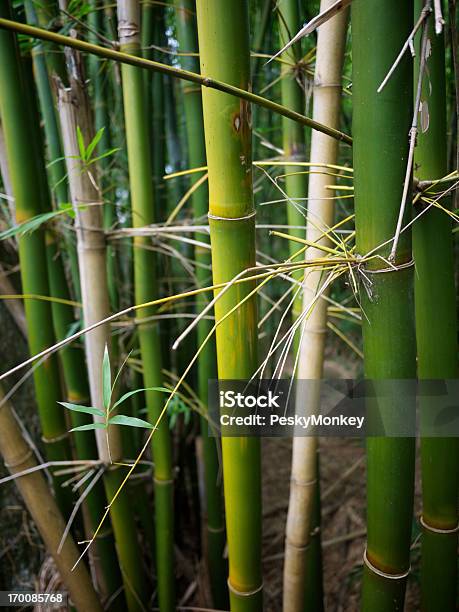 Frische Junge Grüne Bambusstängel Dschungel Thicket Stockfoto und mehr Bilder von Bambus - Graspflanze