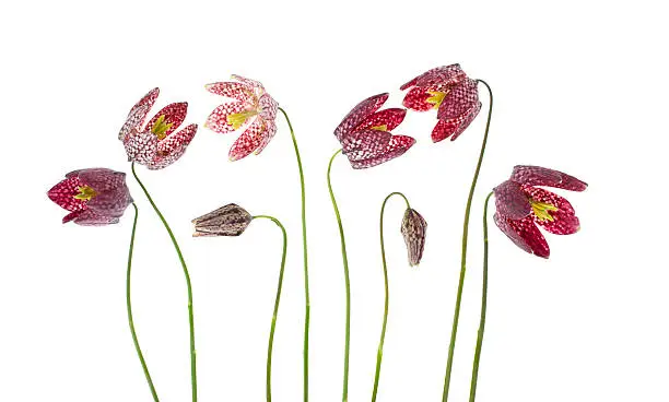 Fritillaria meleagris flowers in a row isolated on white background with shallow depth of field.