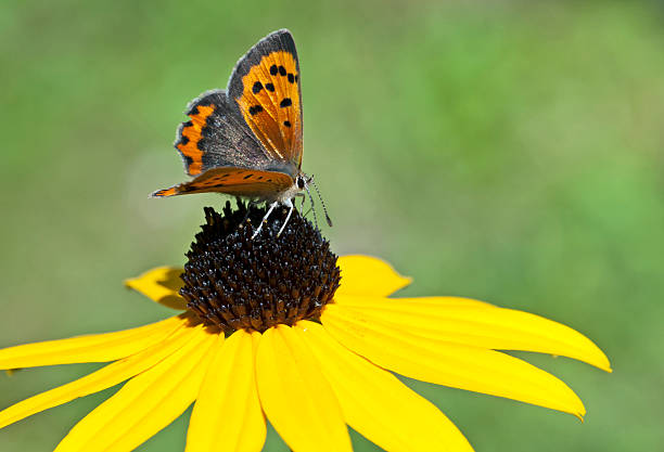 pequena borboleta marrom - lycaena phlaeas imagens e fotografias de stock