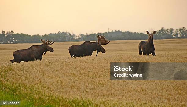 Bull Moose In Rut Stock Photo - Download Image Now - Moose, Oat - Crop, Animal