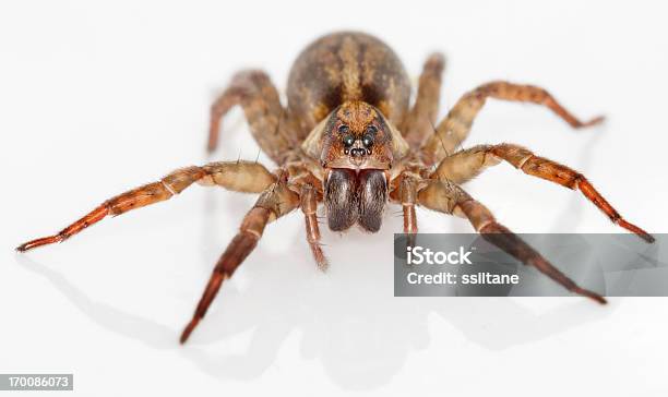 Wolf Spider Stock Photo - Download Image Now - Wolf Spider, Macrophotography, Close-up