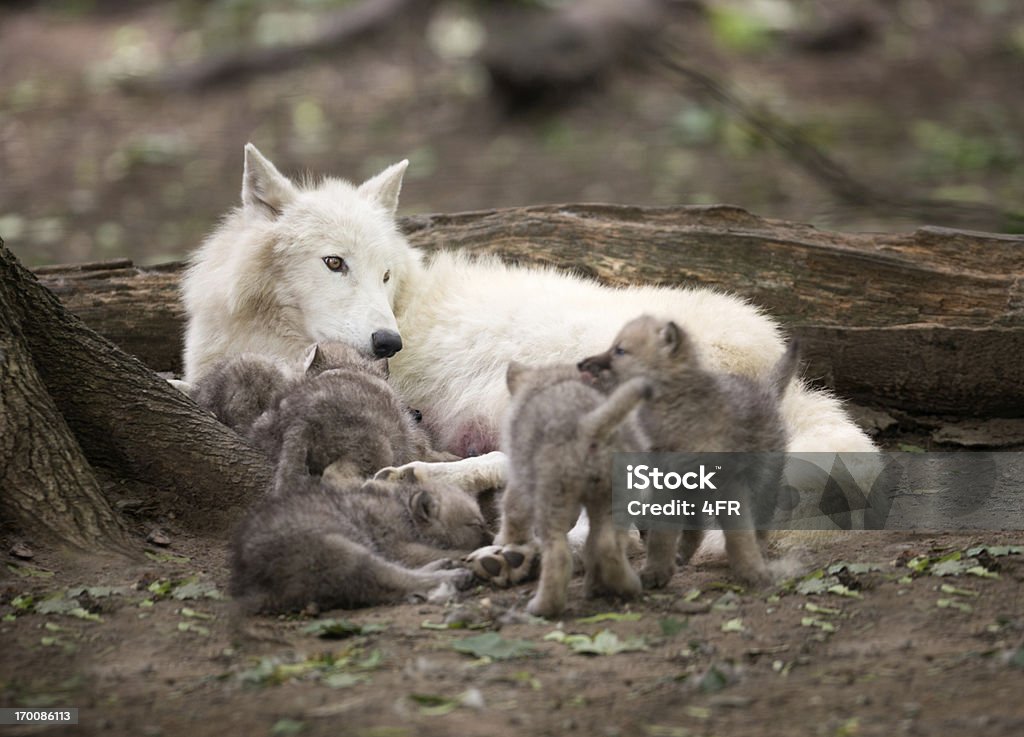 Arctic Wolf Mutter beobachten über Ihren fünf Neugeborene - Lizenzfrei Wolf Stock-Foto