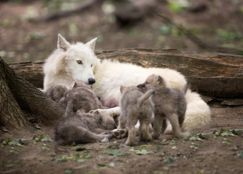 Arctic Wolf Mother watching over her five Newborn in Wildlife. Nikon D800e + 400mm 2.8 - Converted from RAW.