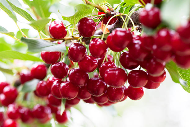 amarena albero su - sour cherry foto e immagini stock