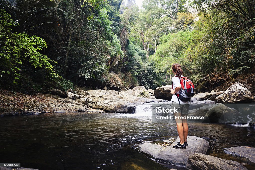 Floresta pluvial - Royalty-free Caminhada Foto de stock