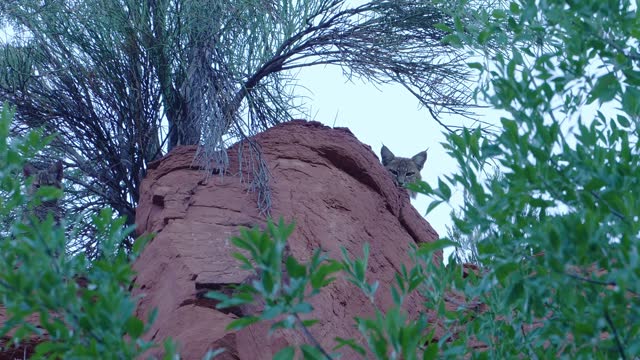Lynx, Bobcat Sedona Arizona