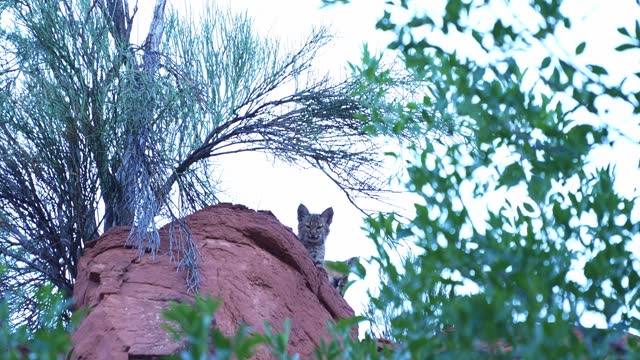 Lynx, Bobcat Sedona Arizona