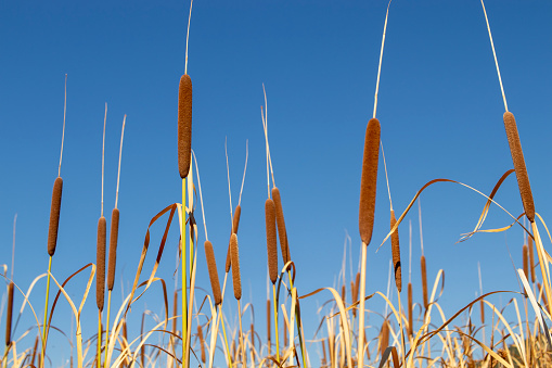 Seed heads of reeds against the sky.