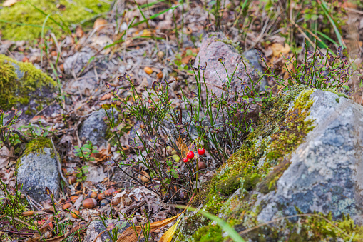 Beautiful autumn forest landscape view with red berries in focus.