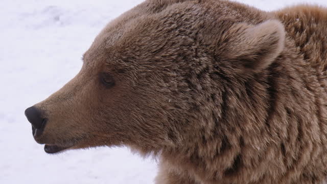 Close up portrait of eurasian brown bear looking in camera in wild bear shelter